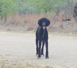 Found/Stray Unknown Dog last seen Great Oaks, Natalia, TX 78059