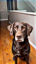 Lost Male Dog last seen Near nw 78th street kansas city missouri 64152, Kansas City, MO 64152
