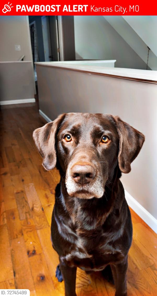 Lost Male Dog last seen Near nw 78th street kansas city missouri 64152, Kansas City, MO 64152