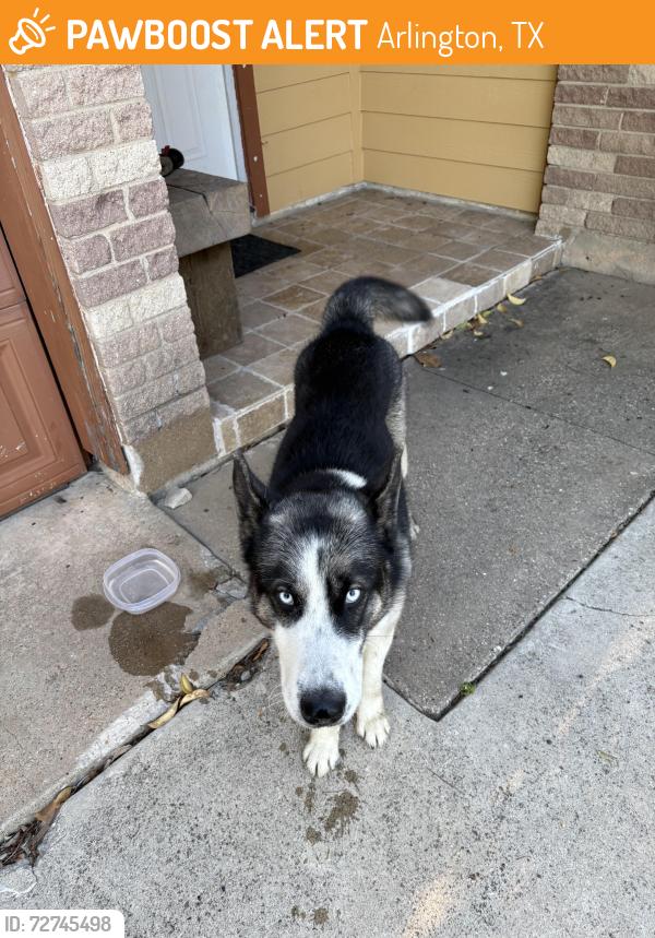 Found/Stray Male Dog last seen Rambler rd and Ozark, Arlington, TX 76014
