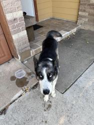 Found/Stray Male Dog last seen Rambler rd and Ozark, Arlington, TX 76014