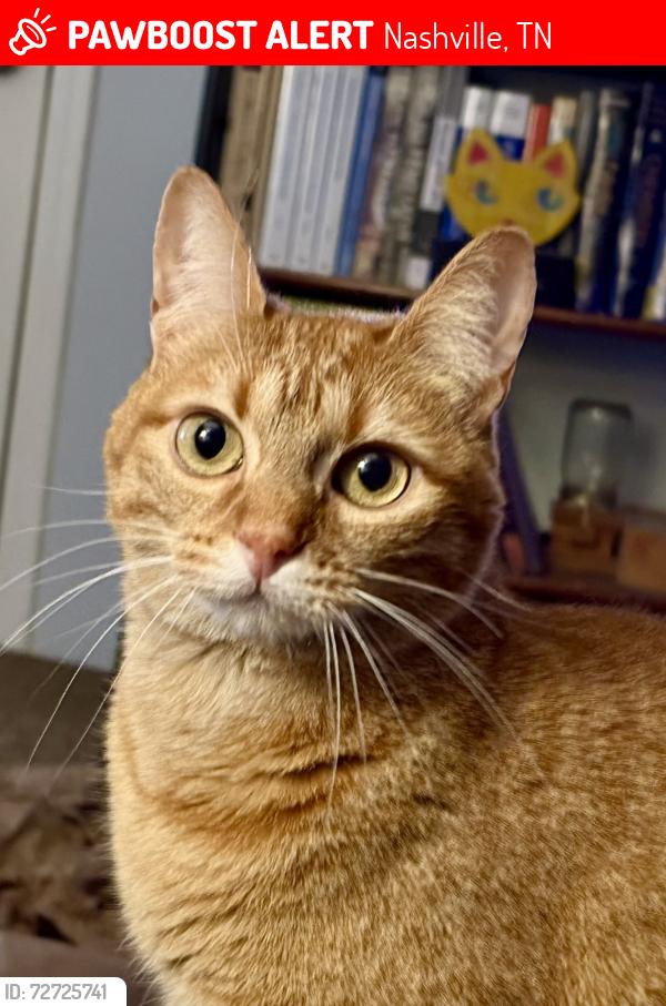 Lost Female Cat last seen Estes Road at Dartmouth, Nashville, TN 37215