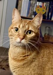 Lost Female Cat last seen Estes Road at Dartmouth, Nashville, TN 37215