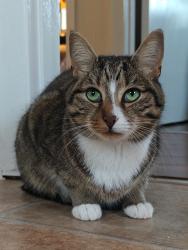 Lost Male Cat last seen Sweetwater Road, Mills River, NC 28759