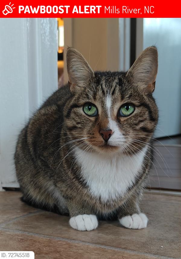 Lost Male Cat last seen Sweetwater Road, Mills River, NC 28759