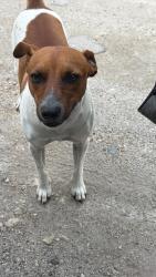 Lost Male Dog last seen Near , Miami, FL 33196