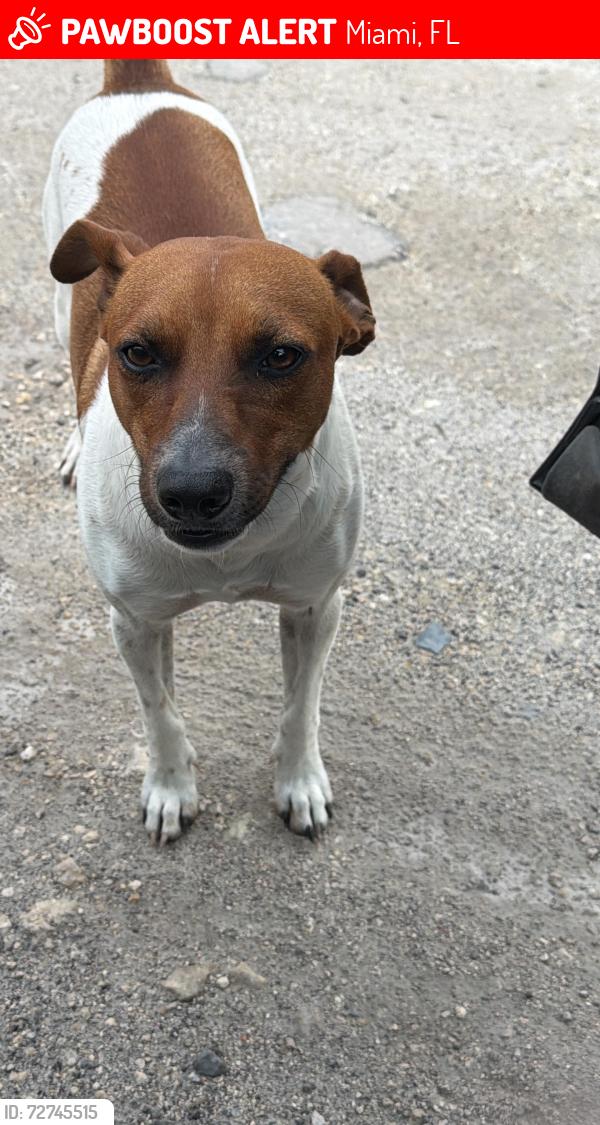 Lost Male Dog last seen Near , Miami, FL 33196
