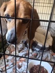 Found/Stray Female Dog last seen Adria Drive Grottoes, Grottoes, VA 24441