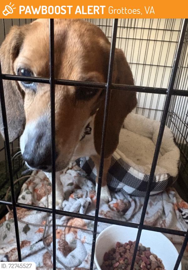 Found/Stray Female Dog last seen Adria Drive Grottoes, Grottoes, VA 24441