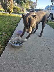 Found/Stray Unknown Dog last seen Rosecrans and Sante Fe, Compton, CA 90221
