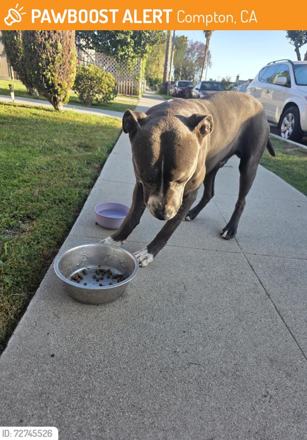 Found/Stray Unknown Dog last seen Rosecrans and Sante Fe, Compton, CA 90221