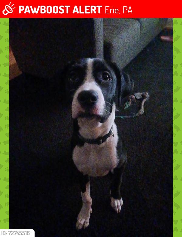 Lost Male Dog last seen East middle School , Erie, PA 16507