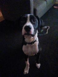 Lost Male Dog last seen East middle School , Erie, PA 16507