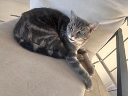 Found/Stray Male Cat last seen 7-11, preston rd & Alpha road , Dallas, TX 75240
