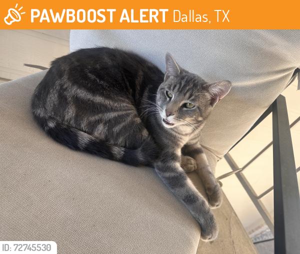 Found/Stray Male Cat last seen 7-11, preston rd & Alpha road , Dallas, TX 75240