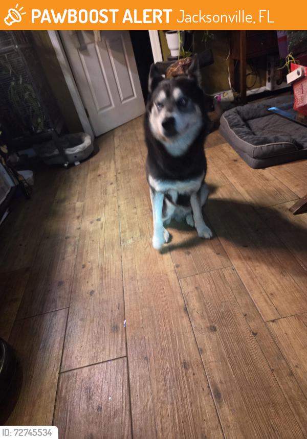 Found/Stray Male Dog last seen Collins and pondue lane, Jacksonville, FL 32244