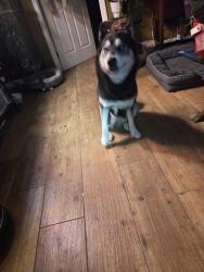 Found/Stray Male Dog last seen Collins and pondue lane, Jacksonville, FL 32244