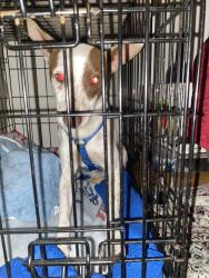 Found/Stray Male Dog last seen 62nd and converse st , Los Angeles, CA 90062