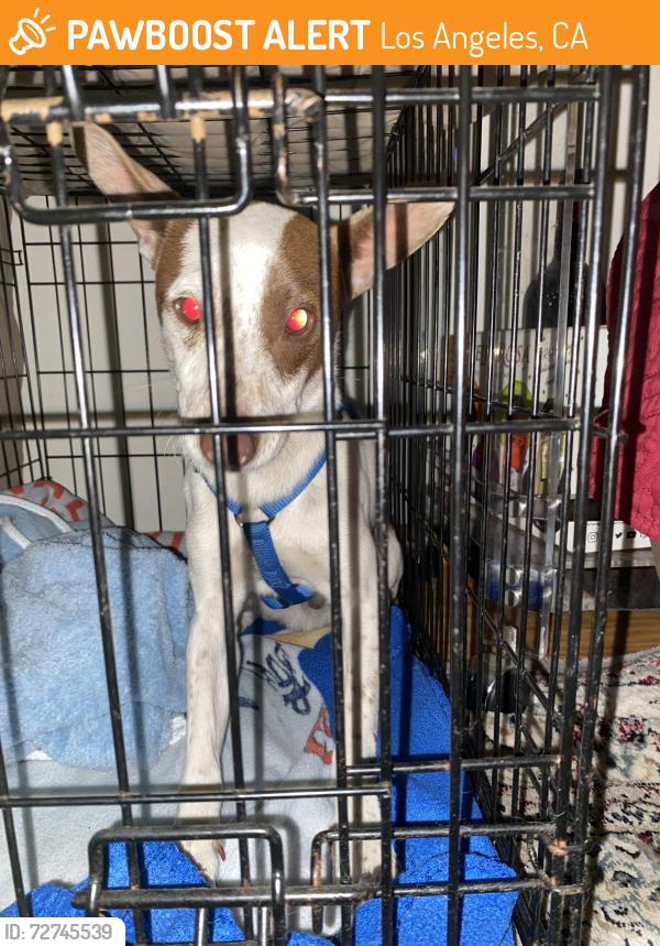 Found/Stray Male Dog last seen 62nd and converse st , Los Angeles, CA 90062