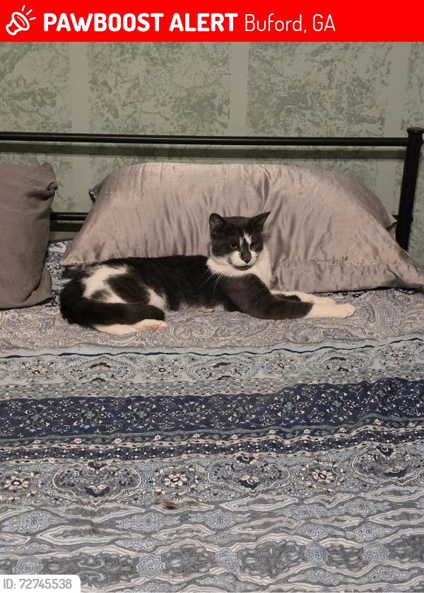Lost Female Cat last seen Rock Springs rd, Buford, GA 30519