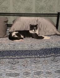 Lost Female Cat last seen Rock Springs rd, Buford, GA 30519