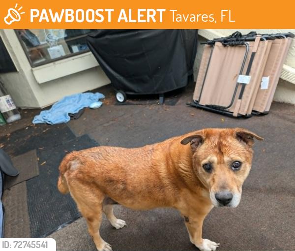 Found/Stray Unknown Dog last seen Lake Eustis Drive and Cypress Cove Drive, Tavares, FL 32778