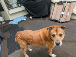 Found/Stray Unknown Dog last seen Lake Eustis Drive and Cypress Cove Drive, Tavares, FL 32778