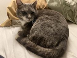 Lost Female Cat last seen devlon place , Elkridge, MD 21075