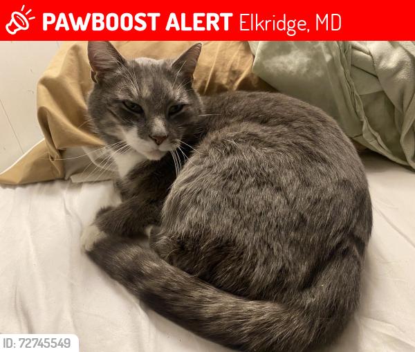 Lost Female Cat last seen devlon place , Elkridge, MD 21075