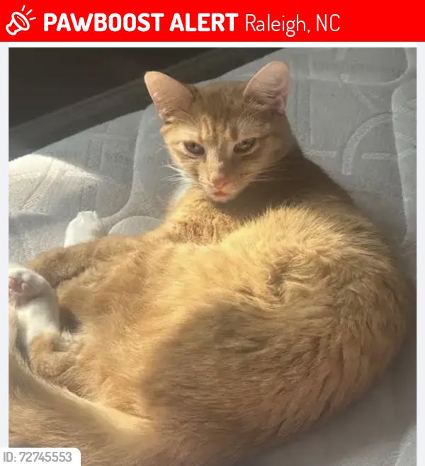 Lost Female Cat last seen Near chipstone Dr Raleigh nc 27610, Raleigh, NC 27610