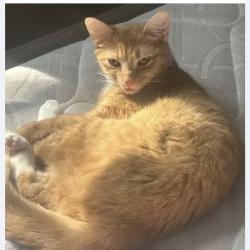 Lost Female Cat last seen Near chipstone Dr Raleigh nc 27610, Raleigh, NC 27610