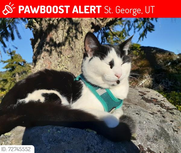 Lost Female Cat last seen Legacy Elementary, St. George, UT 84770