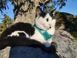 Lost Female Cat last seen Legacy Elementary, St. George, UT 84770