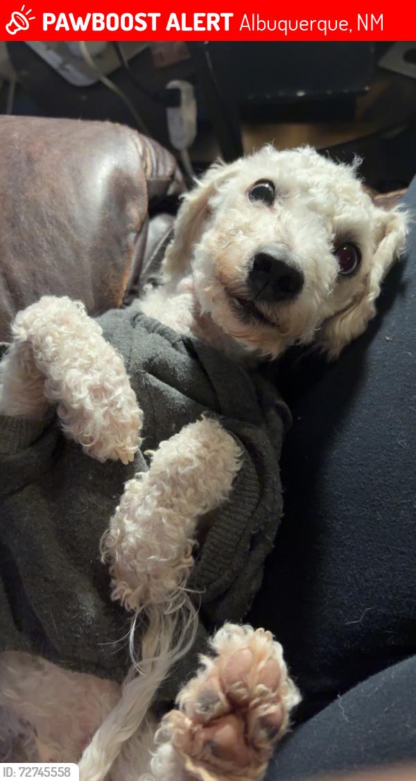 Lost Male Dog last seen Corona ranch rd and bison springs rd, Albuquerque, NM 87121