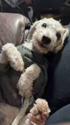 Lost Male Dog last seen Corona ranch rd and bison springs rd, Albuquerque, NM 87121