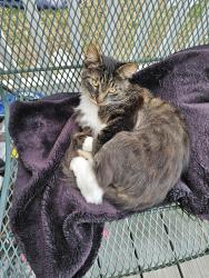 Lost Male Cat last seen Duke st and Hanover st fredericksburg va, Fredericksburg, VA 22401
