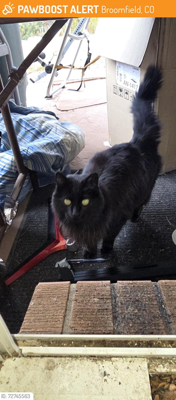 Found/Stray Unknown Cat last seen Kohl elementary school, Broomfield, CO 80020