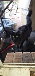 Found/Stray Unknown Cat last seen Kohl elementary school, Broomfield, CO 80020