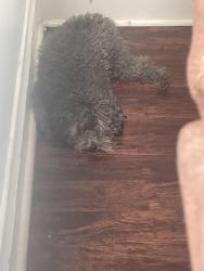 Lost Male Dog last seen Near Ada ave, Jennings, MO 63136