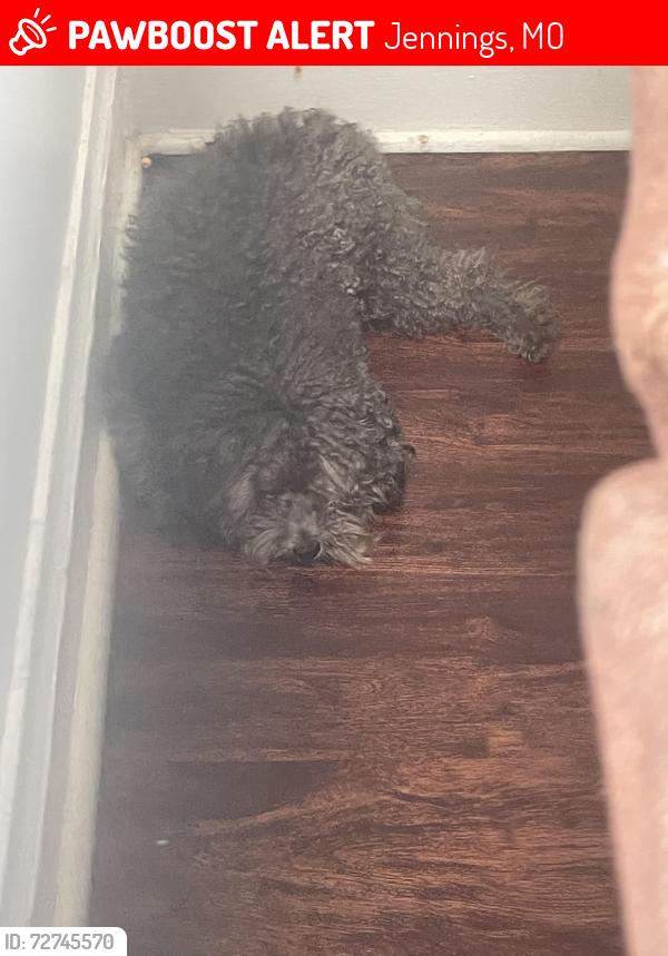 Lost Male Dog last seen Near Ada ave, Jennings, MO 63136
