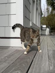Found/Stray Unknown Cat last seen Airlie Road, Wilmington, NC 28403