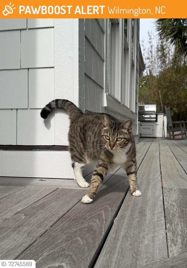 Found/Stray Unknown Cat last seen Airlie Road, Wilmington, NC 28403