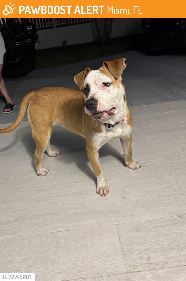 Found/Stray Female Dog last seen Near sw 31 terrace, Miami, FL 33175