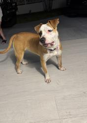 Found/Stray Female Dog last seen Near sw 31 terrace, Miami, FL 33175