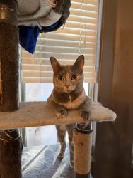 Lost Female Cat last seen 16th St & Baseline Rd, Phoenix, AZ 85042