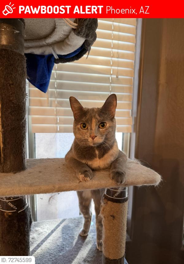 Lost Female Cat last seen 16th St & Baseline Rd, Phoenix, AZ 85042