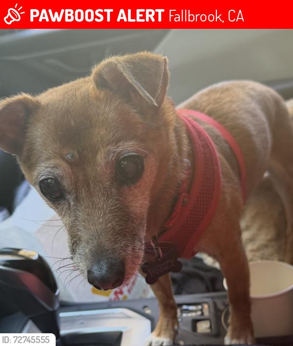 Lost Male Dog last seen Near rainbow heights rd, Fallbrook, CA 92028