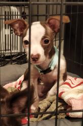 Lost Male Dog last seen Lebanon ave & S Edgefield , Dallas, TX 75208