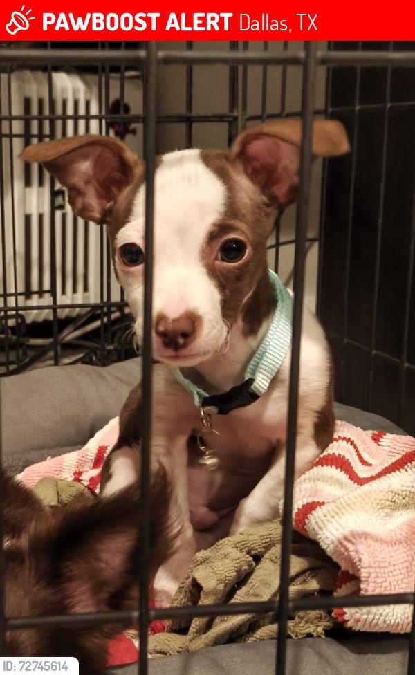 Lost Male Dog last seen Lebanon ave & S Edgefield , Dallas, TX 75208