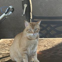 Lost Male Cat last seen J S y K St, Chula Vista, CA 91910